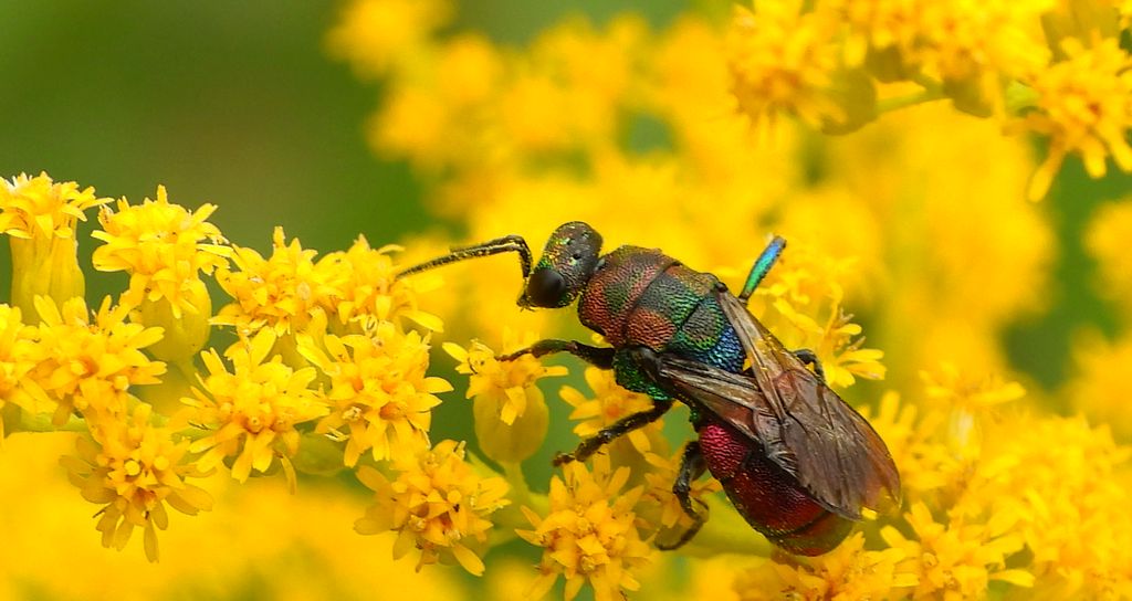 Powabnica blondynka (Hedychrum rutilans)