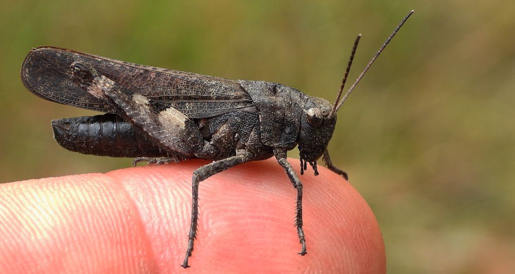 Trajkotka czerwona (Psophus stridulus)
