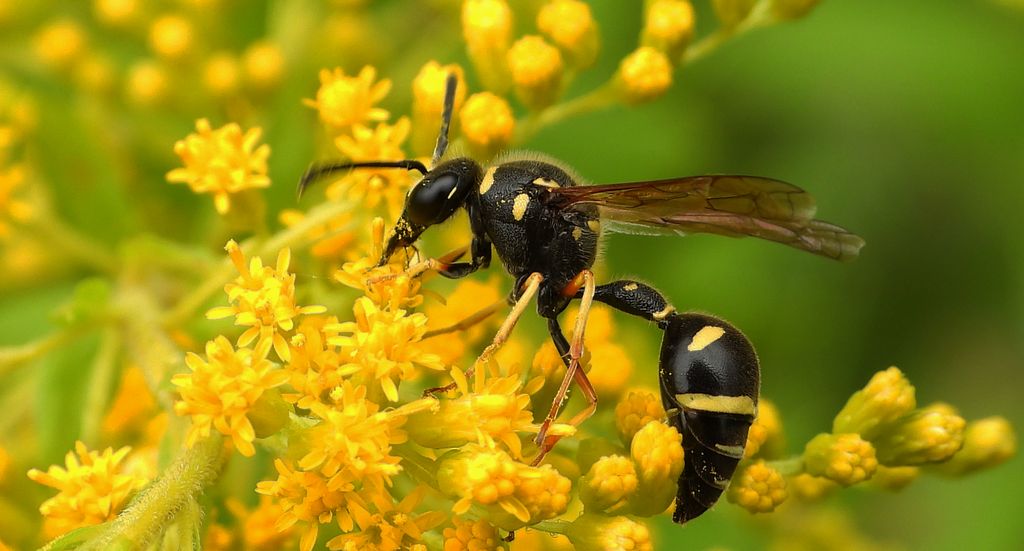 Kopułka wysmukła (Eumenes coarctatus)