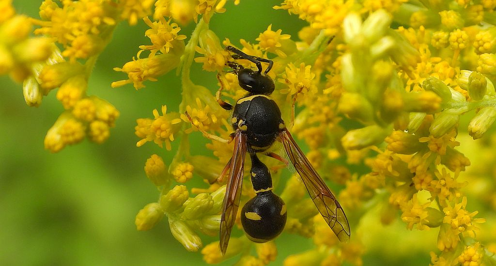 Kopułka wysmukła (Eumenes coarctatus)
