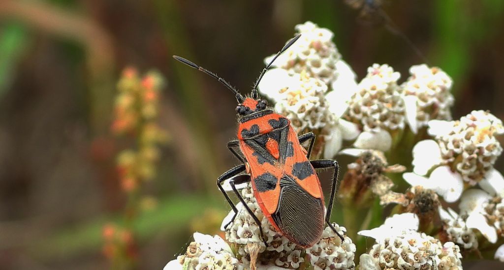 Glinik lulkarz (Corizus hyoscyami)