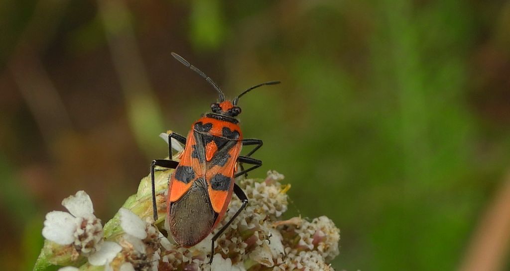 Glinik lulkarz (Corizus hyoscyami)