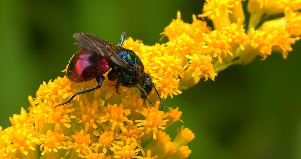 Powabnica blondynka (Hedychrum rutilans)