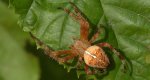 Krzyżak ogrodowy (Araneus diadematus)