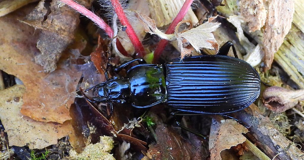 Szykoń ciemny (Pterostichus melanarius)