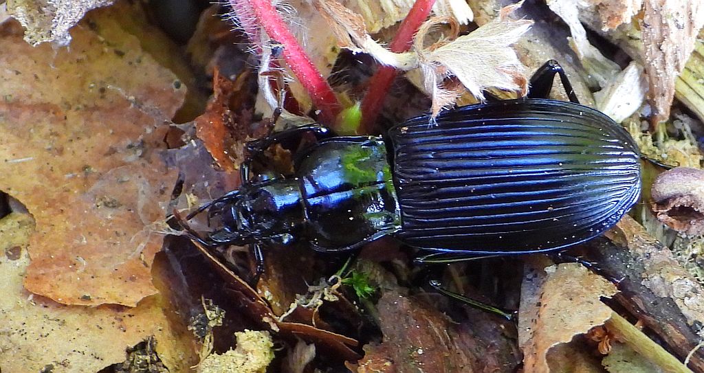 Szykoń ciemny (Pterostichus melanarius)
