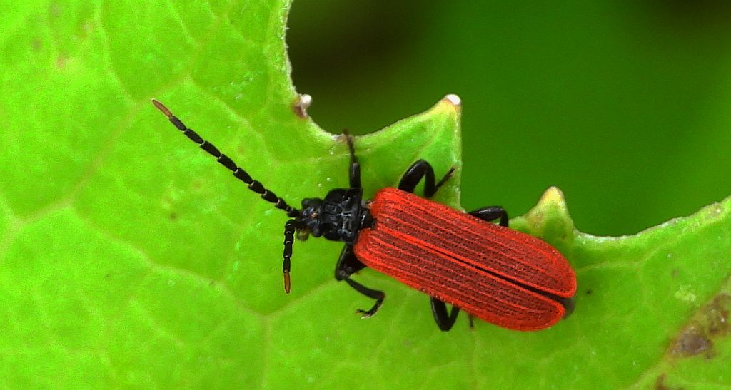 Karmazynek - Platycis minutus