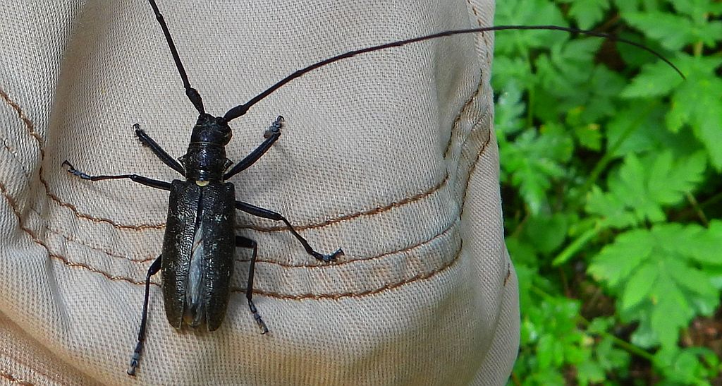 Żerdzianka szewc (Monochamus sutor)