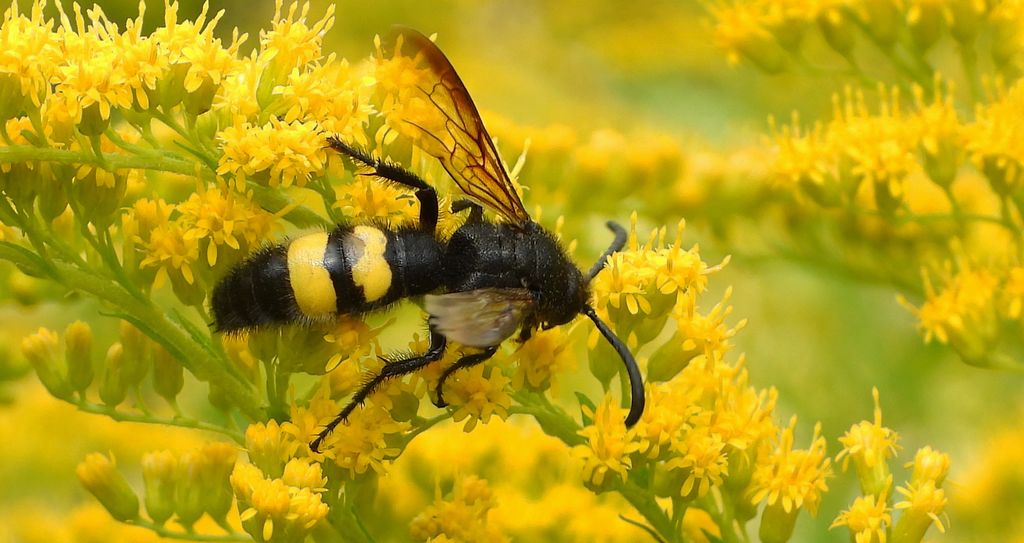 Smukwa kosmata (Scolia hirta)