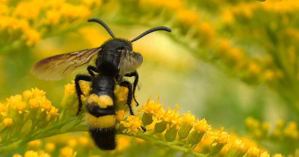 Smukwa kosmata (Scolia hirta)