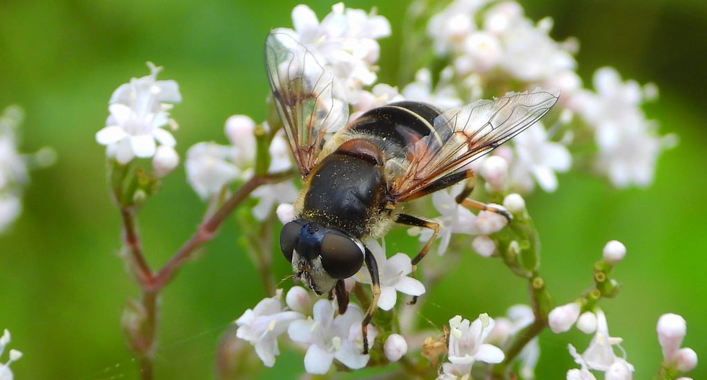 Gnojka wytworna (Eristalis rupium)