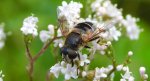 Gnojka wytworna (Eristalis rupium)
