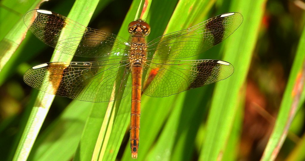 Szablak przepasany, szablak górski (Sympetrum pedemontanum)