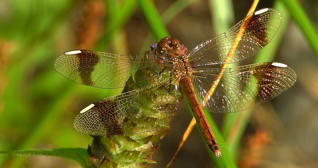 Szablak przepasany, szablak górski (Sympetrum pedemontanum)