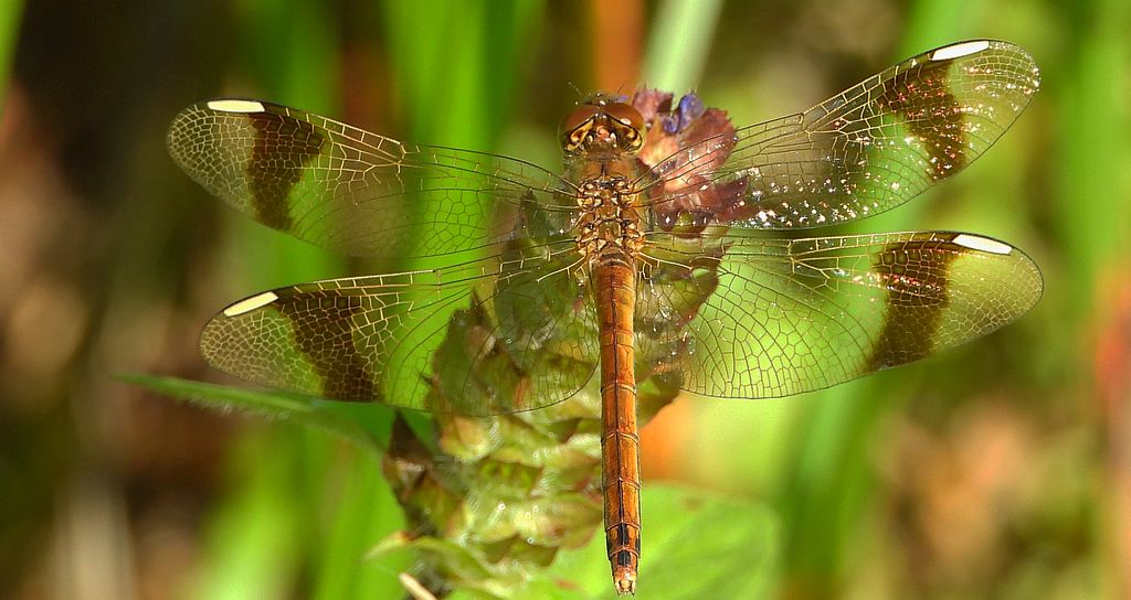 Szablak przepasany, szablak górski (Sympetrum pedemontanum)
