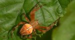 Krzyżak ogrodowy (Araneus diadematus)