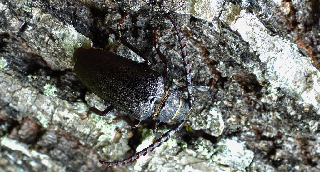 Dyląż garbarz (Prionus coriarius)