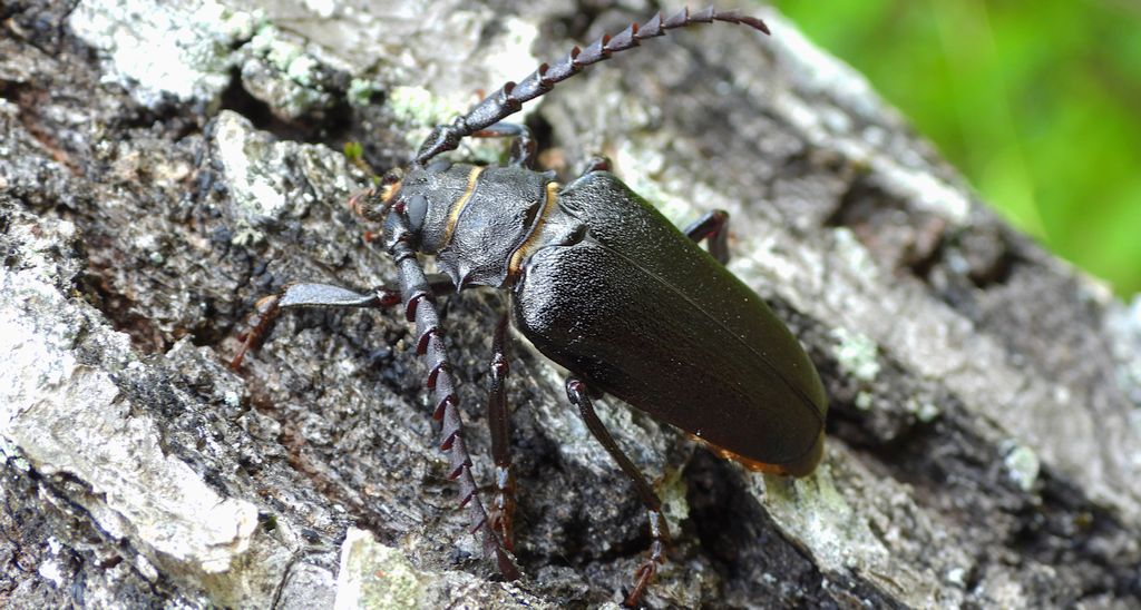 Dyląż garbarz (Prionus coriarius)