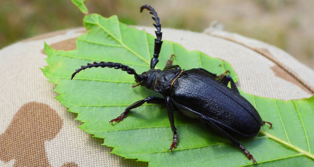 Dyląż garbarz (Prionus coriarius)
