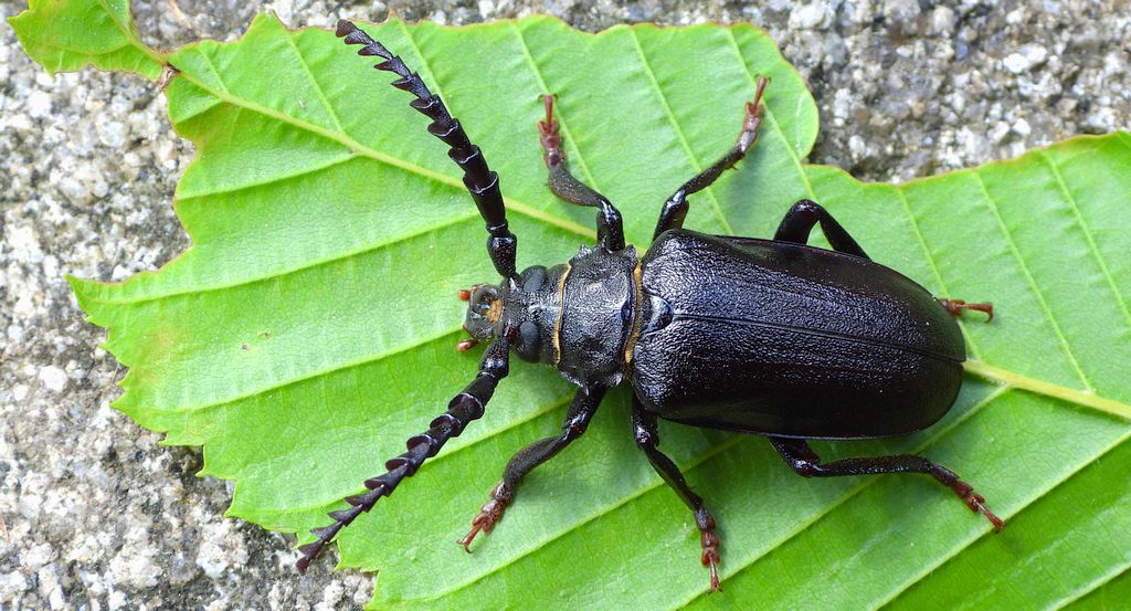 Dyląż garbarz (Prionus coriarius)