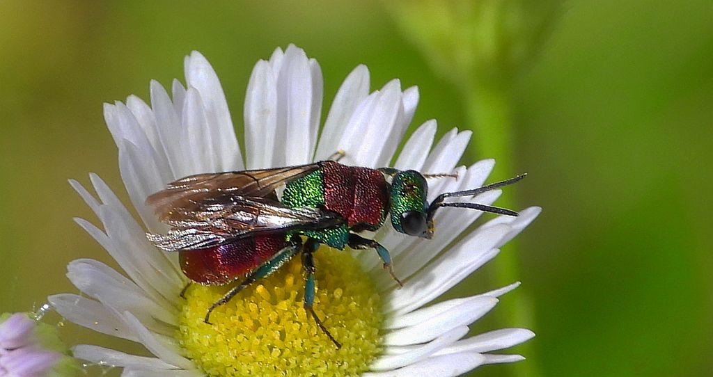 Powabnica piaskowa (Hedychrum nobile)