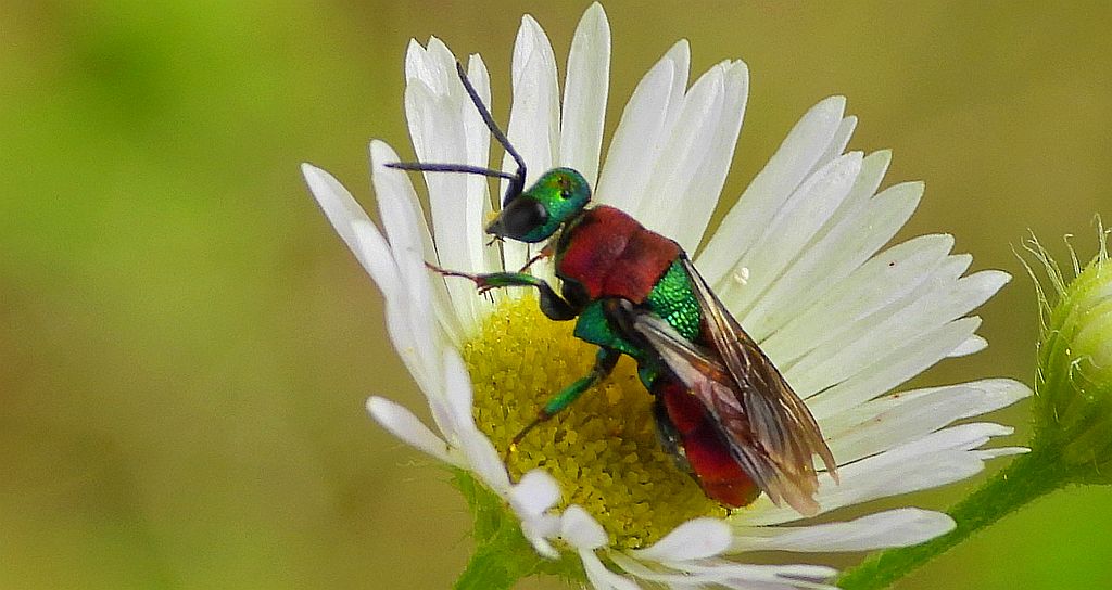 Powabnica piaskowa (Hedychrum nobile)