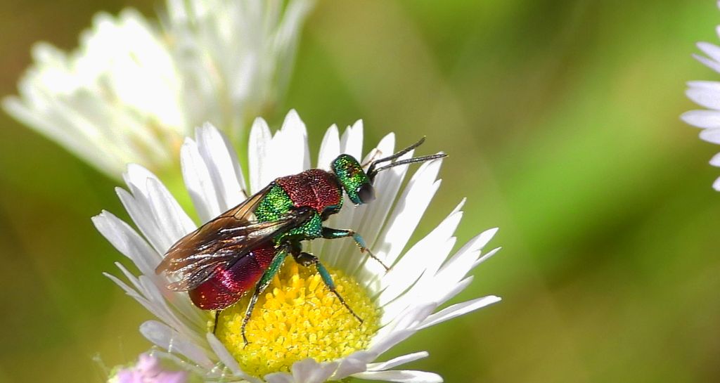 Powabnica piaskowa (Hedychrum nobile)