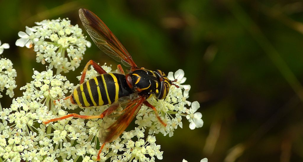 Mierzwica osowata (Spilomyia diophthalma)