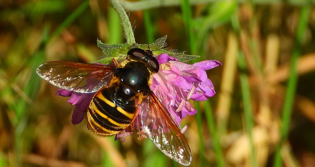 Szałaśnica jedwabista (Sericomyia silentis)