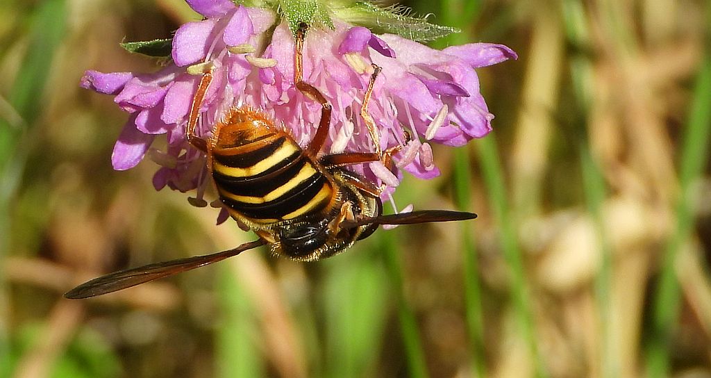 Szałaśnica jedwabista (Sericomyia silentis)