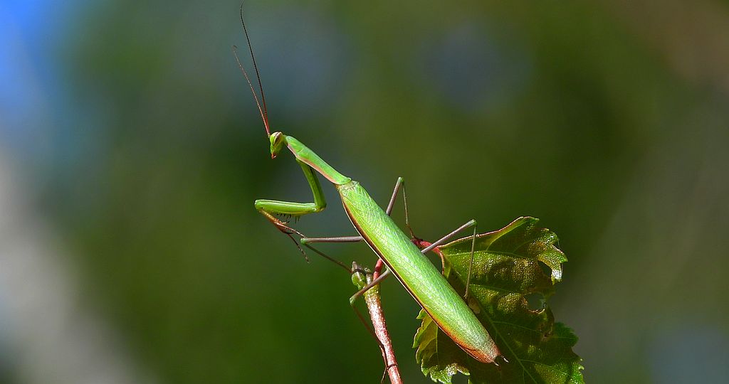 Modliszka zwyczajna, modliszka bigotek, wieszczka czczona (Mantis religiosa)