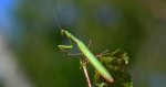 Modliszka zwyczajna, modliszka bigotek, wieszczka czczona (Mantis religiosa)