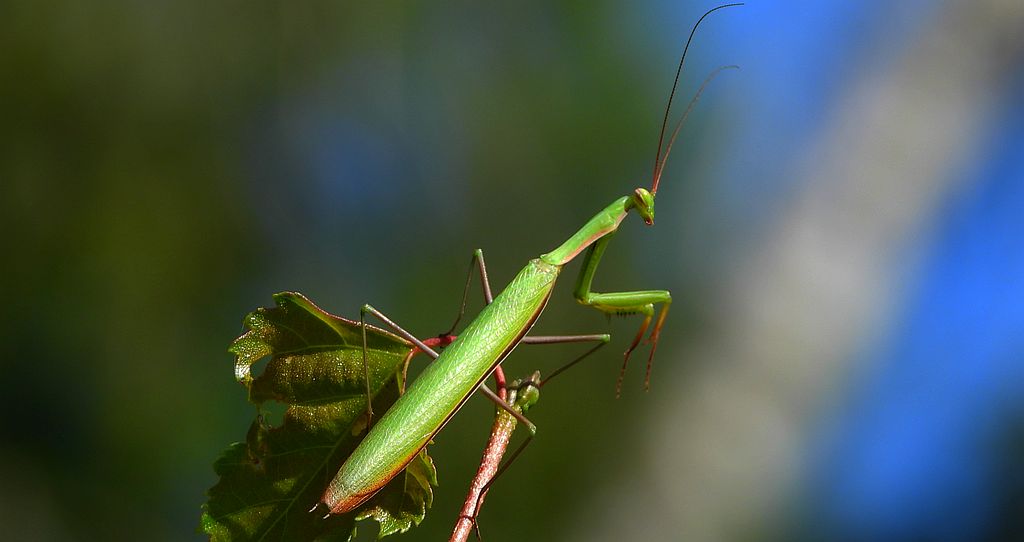 Modliszka zwyczajna, modliszka bigotek, wieszczka czczona (Mantis religiosa)