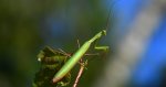 Modliszka zwyczajna, modliszka bigotek, wieszczka czczona (Mantis religiosa)