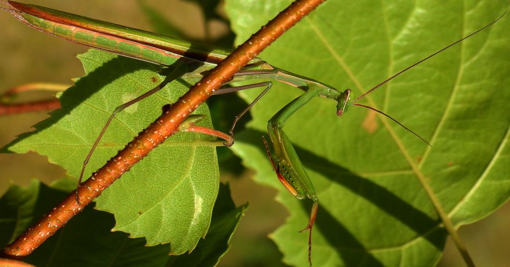 Modliszka zwyczajna, modliszka bigotek, wieszczka czczona (Mantis religiosa)