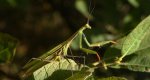 Modliszka zwyczajna, modliszka bigotek, wieszczka czczona (Mantis religiosa)