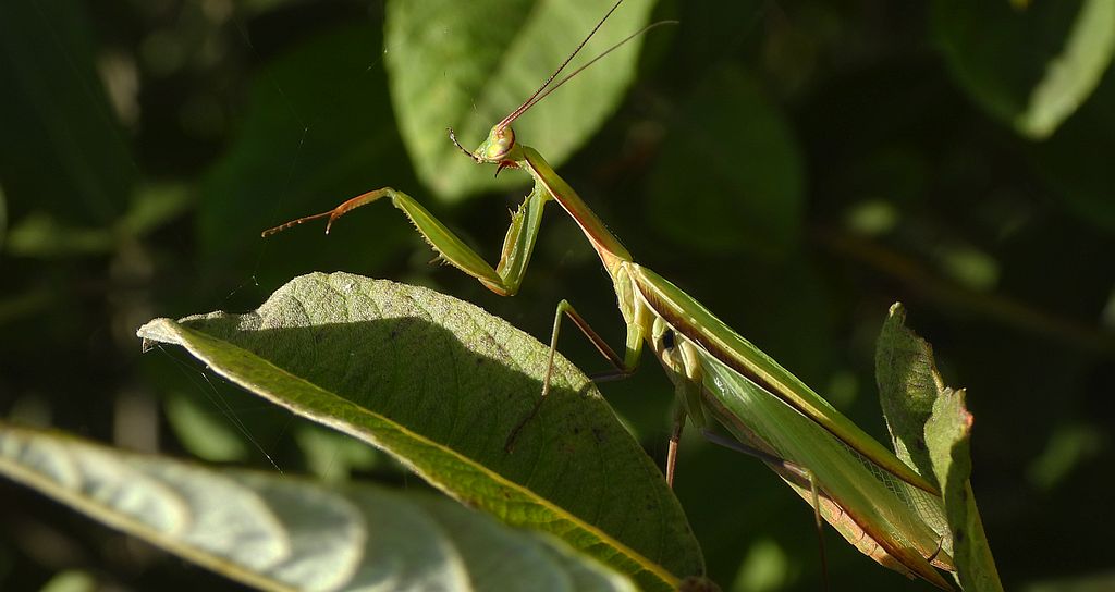 Modliszka zwyczajna, modliszka bigotek, wieszczka czczona (Mantis religiosa)