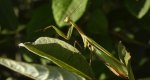 Modliszka zwyczajna, modliszka bigotek, wieszczka czczona (Mantis religiosa)