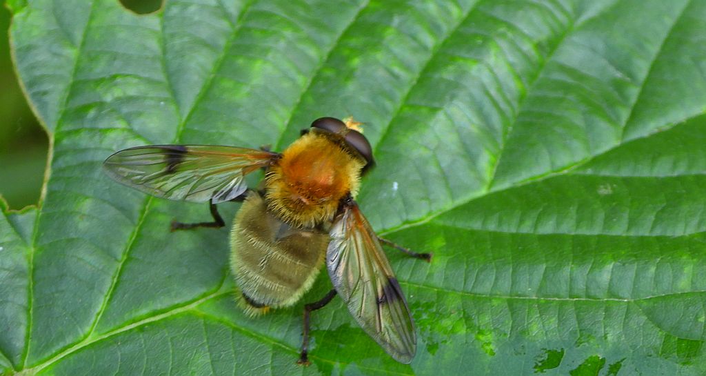Oziębica późna (Arctophila superbiens)