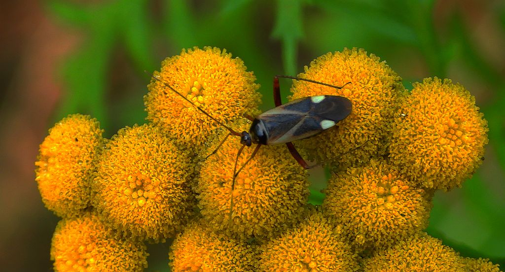 Ozdobnik białoklinik (Adelphocoris reichelii)