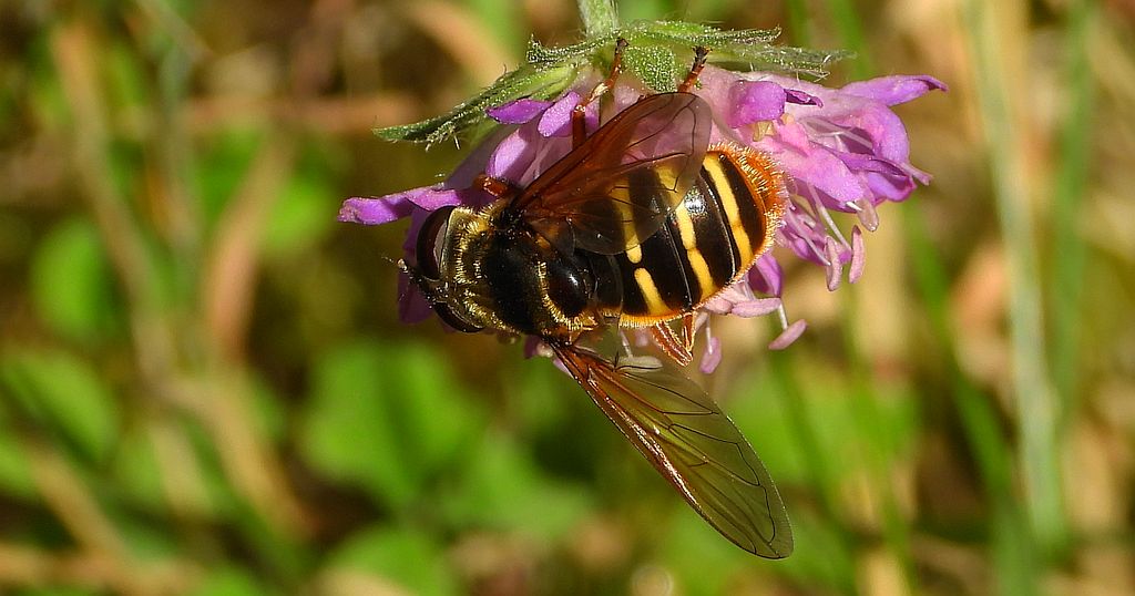 Szałaśnica jedwabista (Sericomyia silentis)