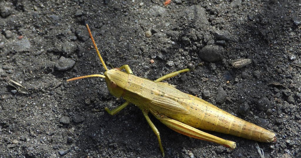 Złotawek nieparek (Chrysochraon dispar)