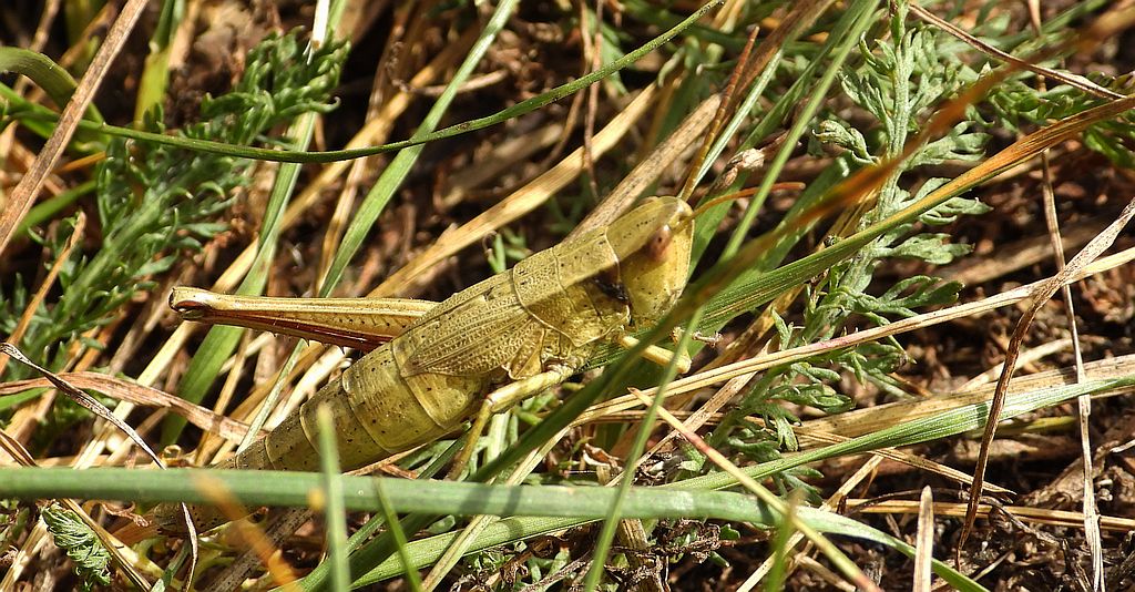 Złotawek nieparek (Chrysochraon dispar)