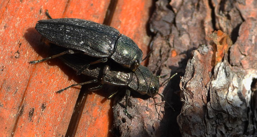 Bogatek spiżowy (Buprestis haemorrhoidalis)