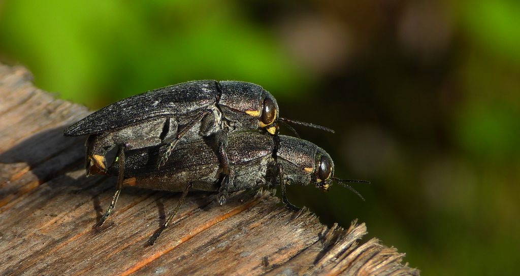 Bogatek spiżowy (Buprestis haemorrhoidalis)