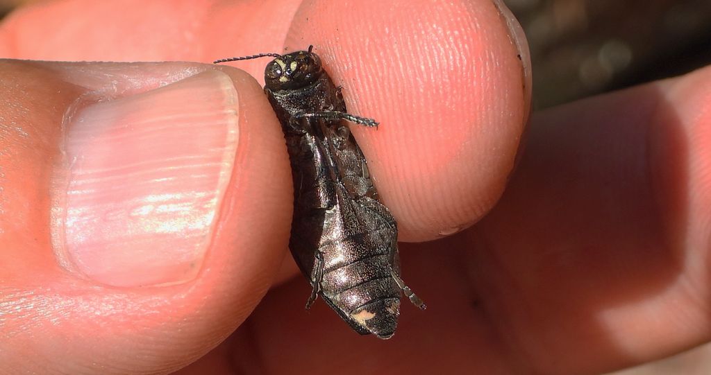 Bogatek spiżowy (Buprestis haemorrhoidalis)