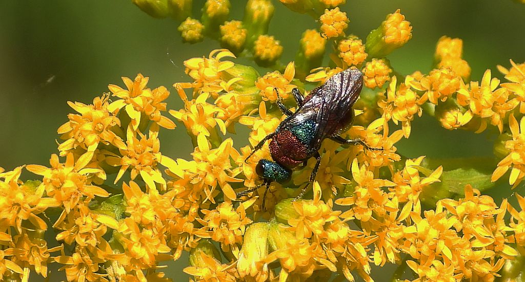 Powabnica piaskowa (Hedychrum nobile)
