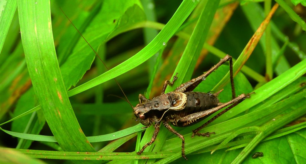 Podkrzewin szary (Pholidoptera griseoaptera)