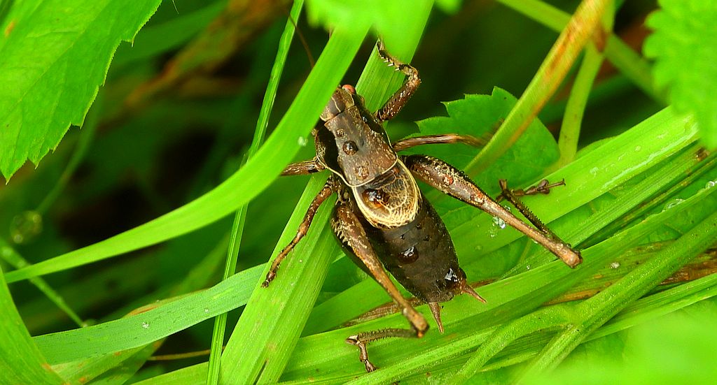 Podkrzewin szary (Pholidoptera griseoaptera)