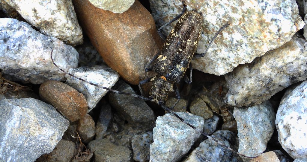 Żerdzianka krawiec (Monochamus sartor)